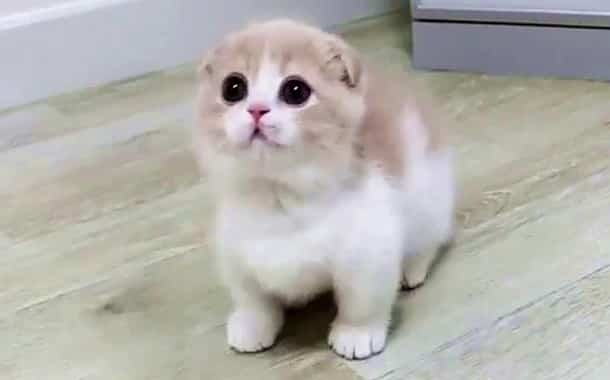 Munchkin Cat Cost