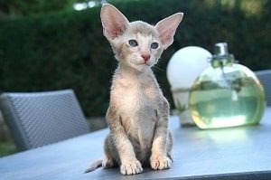 Oriental Shorthair Kitty