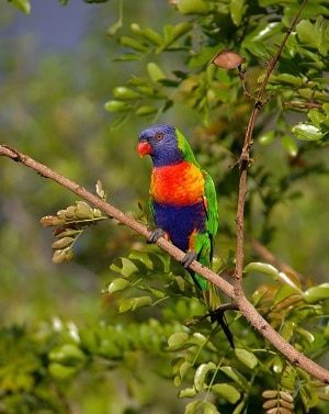 Rainbow Lorikeet Bird