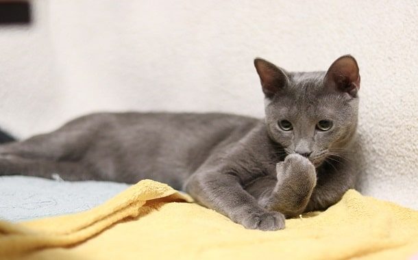 Russian Blue Cat Cost