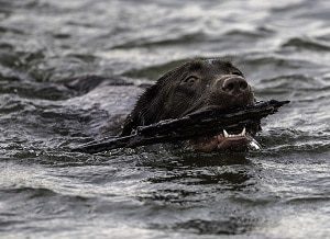 Swimming Chocolate Lab