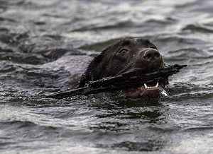 Swimming Chocolate Lab