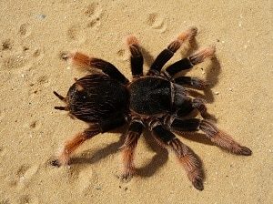 Tarantula on Sand