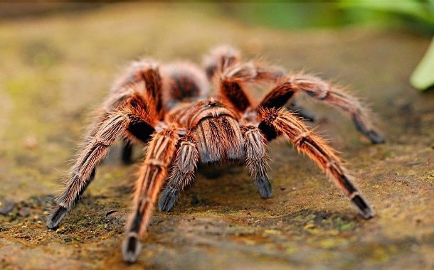 Tarantula Spider Cost