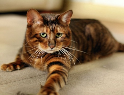 Toyger Cat Cost