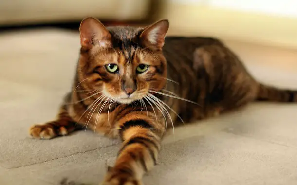 Toyger Cat Cost