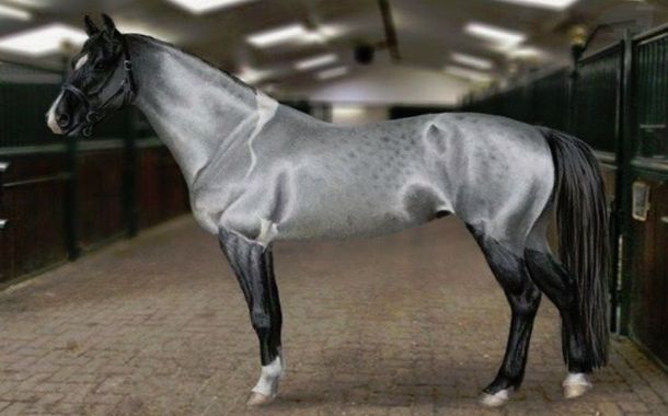 Akhal-Teke Horse Cost