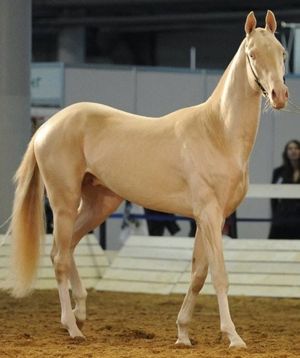 Akhal-Teke Horse