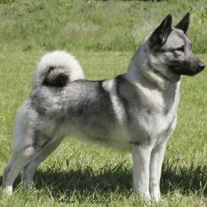 Norwegian Elkhound