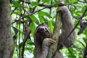 Adult Sloth