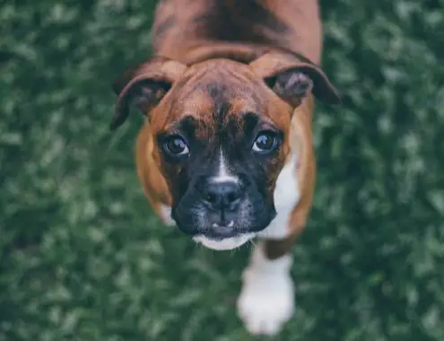 Boxer Puppy Cost