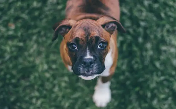 Boxer Puppy Cost