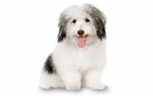 Coton de Tulear