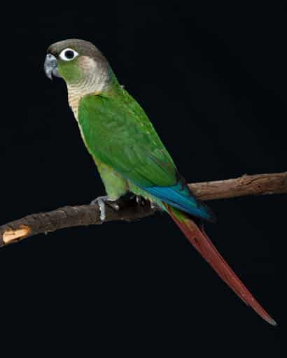 Green Cheek Conure