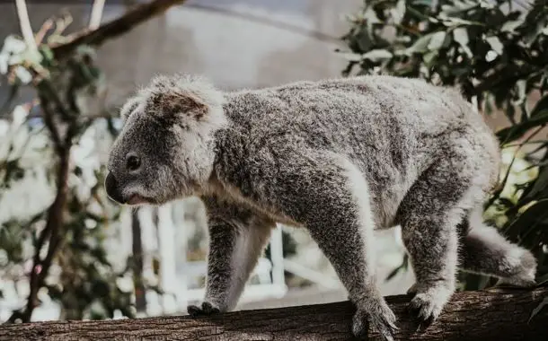 Koala Bear Cost