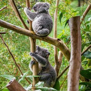 Koala Bears in the Wild