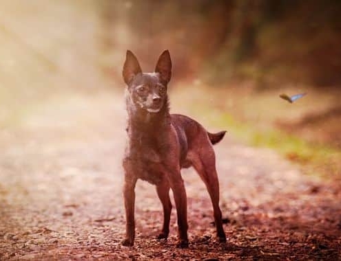 Miniature Pinscher Cost