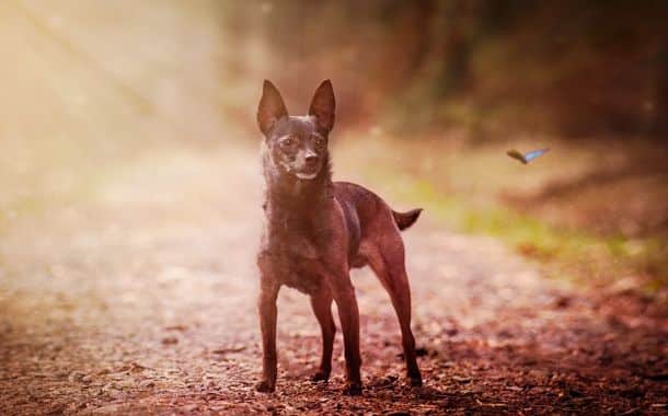 Miniature Pinscher Cost