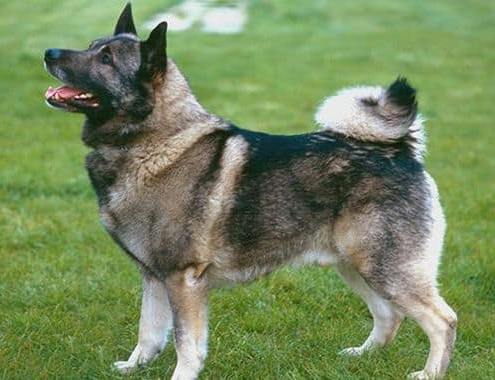 Norwegian Elkhound Cost