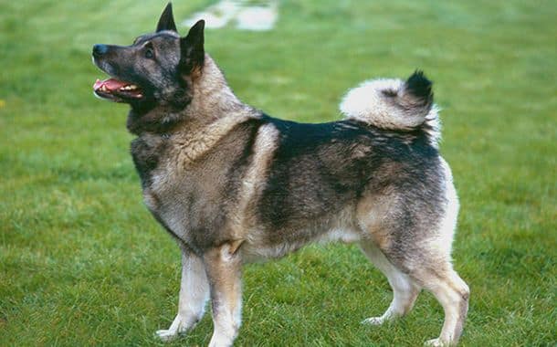 Norwegian Elkhound Cost