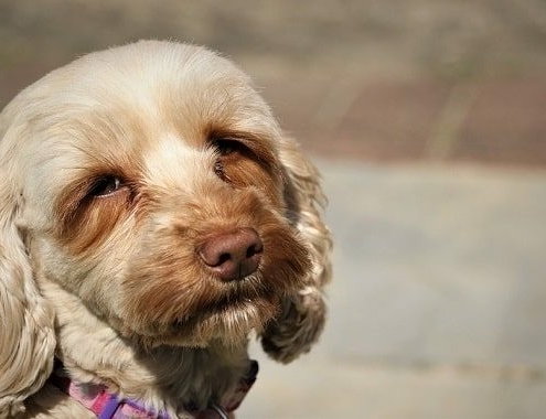 Pet Cockapoo Cost