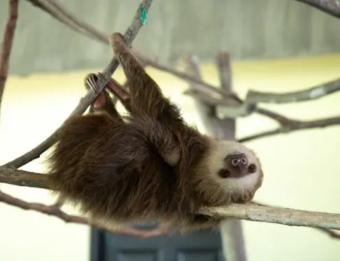 Pet Sloth Cost