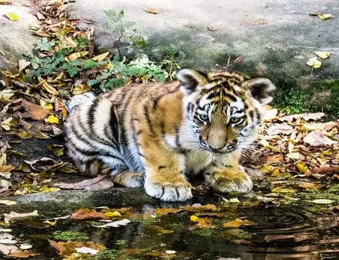 Tiger Cub Cost