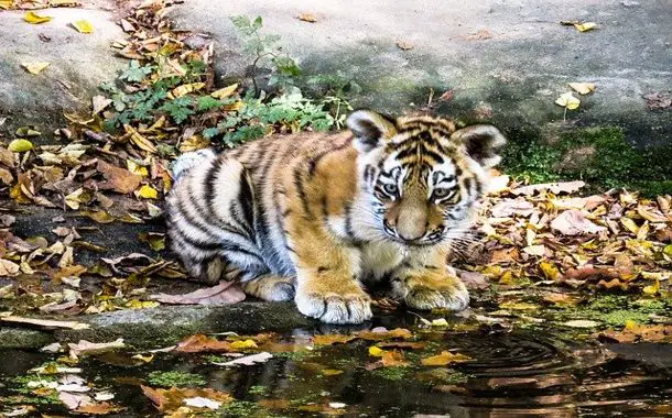 Tiger Cub Cost