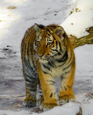 Tiger Cub Walking
