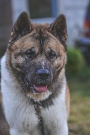 Adult Akita