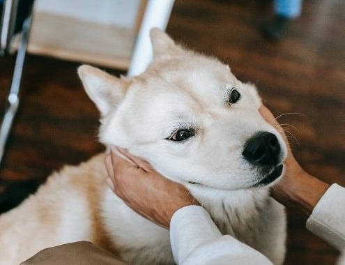 Akita Puppy Cost Akita Puppy Cost