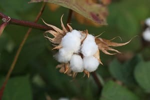 Flower of cotton