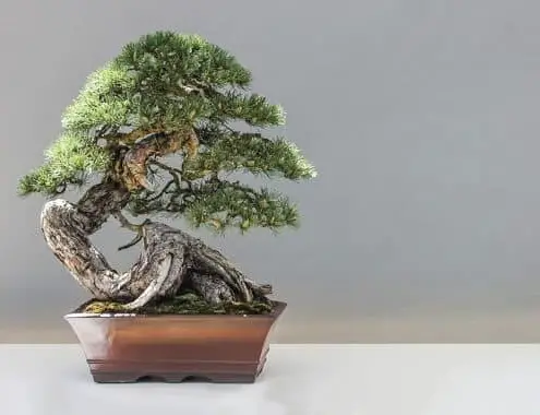Bonsai Tree Cost