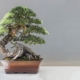 Bonsai Tree Cost