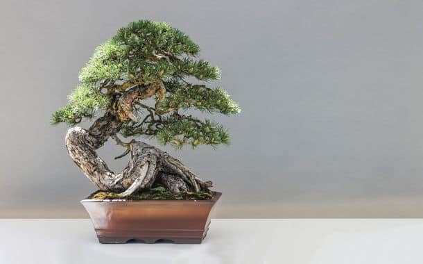 Bonsai Tree Cost