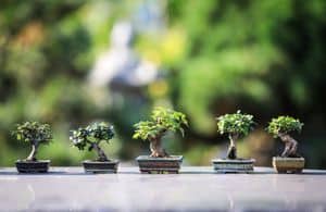 Bonsai Trees