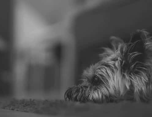 Cairn Terriers Cost Cairn Terrier Cost