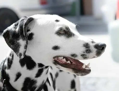 Dalmatian Dog Cost