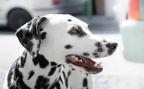 Dalmatian Dog Cost