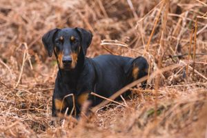 Doberman With Ears Down