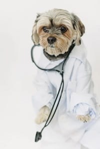 Dog Vaccinaton Against Bordetella