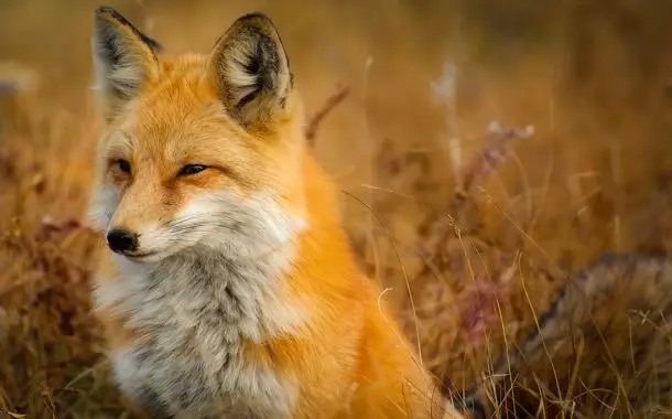 Domesticated Fox Cost