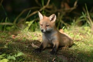 Domesticated Fox Cub