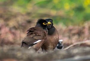 Pair of Mynah Birds