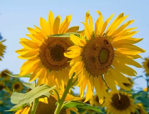 Sunflower Cost