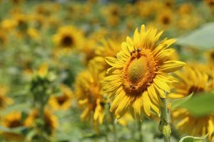 Sunflowers Field