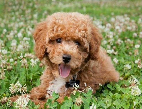 Teddy Bear Puppy Cost Teddy Bear Puppy Cost