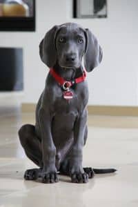 Weinmaraner Puppy