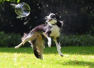 Border Collie Playing
