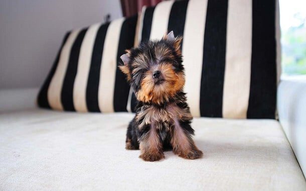 Teacup Yorkie Cost